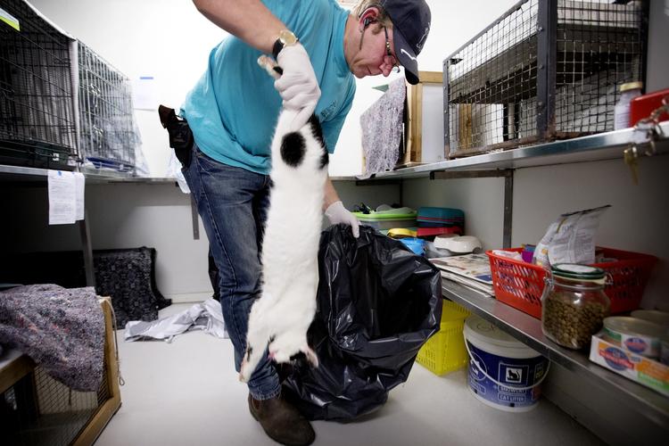 HERRELØS. Her er en herreløs kat blevet hentet og aflivet af Kattenes Værn 