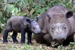 Sumatranæsehorn. Kunstig befrugtning kan være en nødvendighed, hvis sumatranæsehornet ikke skal uddø, vurderer ekspert. 