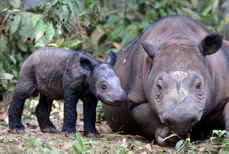 Sumatranæsehorn. Kunstig befrugtning kan være en nødvendighed, hvis sumatranæsehornet ikke skal uddø, vurderer ekspert. 