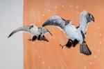 Installation. 'Attack of the Warpainted Eagles' (2015) og 'The Star Circle' (2015). 