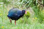 TRUET. Takahe-fuglen er yderst sjælden - og nu er bestanden blevet en smule mindre, fordi jægere tog fejl af den fredede fugl og en anden art. 