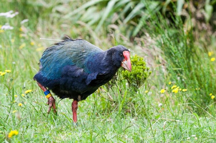 TRUET. Takahe-fuglen er yderst sjælden - og nu er bestanden blevet en smule mindre, fordi jægere tog fejl af den fredede fugl og en anden art. 