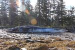 MASSEDØD. En død finhval fundet på stranden på Kodiak-øen. Nu vil eksperterne have opklaret, hvad det er, der har kostet så mange hvaler livet. 