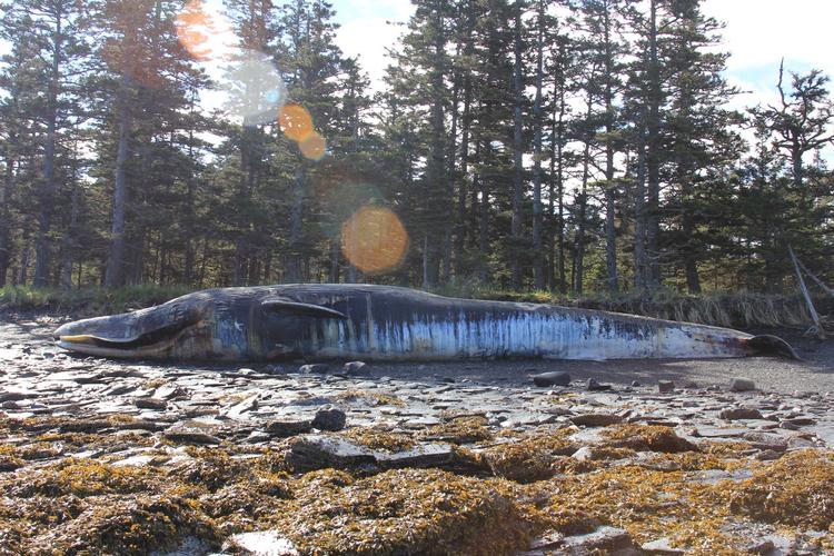 MASSEDØD. En død finhval fundet på stranden på Kodiak-øen. Nu vil eksperterne have opklaret, hvad det er, der har kostet så mange hvaler livet. 