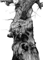 Knortet. Storkeegen i Fanefjord Skov 2013. »Min bark er elastisk og grøn. Jeg kan gro, hvorhen jeg vil. Ingen dyr kan flytte ind i mig. Jeg er usårlig af nysgerrighed. Jeg ser verden helt ind i kernen, fordi jeg er ny«. Illustration fra bogen: Ole Lejbach. 