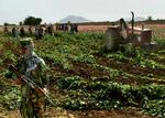Narko. En traktor destruerer en af Afghanistans mange valmuemarker, der i høj grad bliver omsat til opium. En stor del af produktionen styres af Taleban. Politimanden i front af billedet er ikke M. 