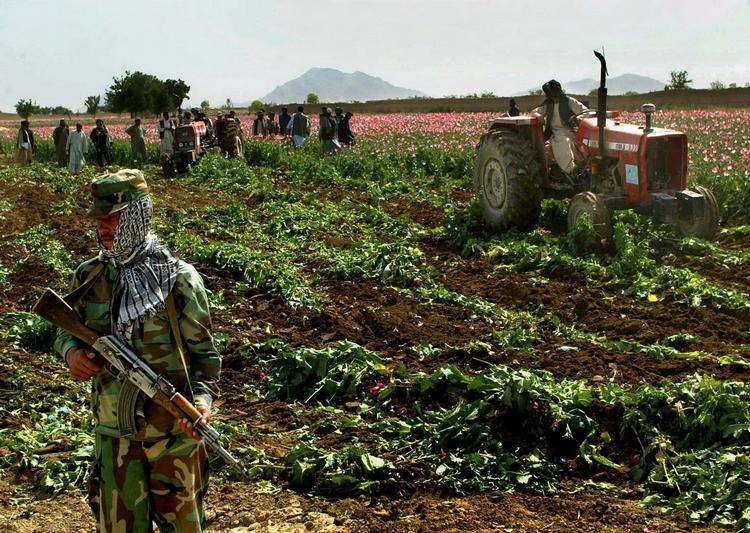 Narko. En traktor destruerer en af Afghanistans mange valmuemarker, der i høj grad bliver omsat til opium. En stor del af produktionen styres af Taleban. Politimanden i front af billedet er ikke M. 