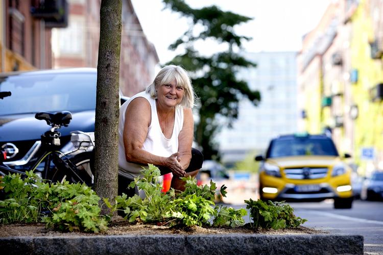 gadegrønt. Merethe Christensen har netop plantet 70 stauder ud i kummerne under de tre træer, der er ud for den boligforening, som hun bor i på Islands Brygge. Stauderne har hun fået af Københavns Kommune, og hun og en anden har underskrevet en kontrakt om, at hun og de øvrige beboere i boligforeningen vil passe planterne fremadrettet. 