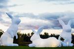 Kaniner. De fem kaniner er 7 meter højer. Australske kunstner Amanda Parer udstiller under Aarhus Festuge. 