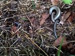 Indvikling. En læser så dette mystiske fænomen under en ferie på Djursland. Privatfoto 