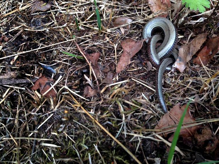 Indvikling. En læser så dette mystiske fænomen under en ferie på Djursland. Privatfoto 