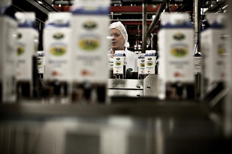 hårdt. Arla konstaterer, at 2015 er et »ekstremt hårdt år« for mælkebønderne. 