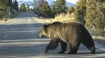 Bjørne-møde. Yellowstone Nationalpark er hjemsted for mellem 600 og 900 Grizzly bjørne. Engang spottede man dem oftere end i dag - forår og sommer er ifølge parken de bedste tidspunkter at se dem på. I efteråret trænger de  ind tættere skov for at spise af fyrretræer. 