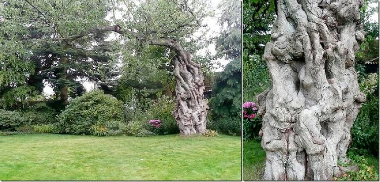 Eventyrligt. Det gamle kirsebærtræ har huset flere fuglekuld og lokket mange børn op i grenene. Privatfoto 