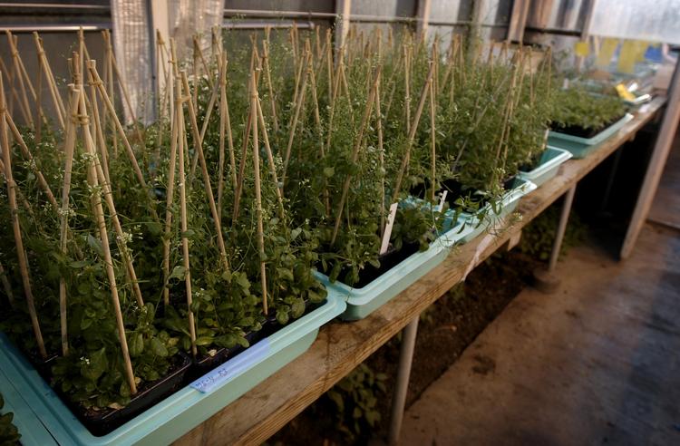 Fedt. Planten gåsemad kan via sine rødder mæske sig i jordens fedtstoffer. Arkivfoto: Jens Dresling 