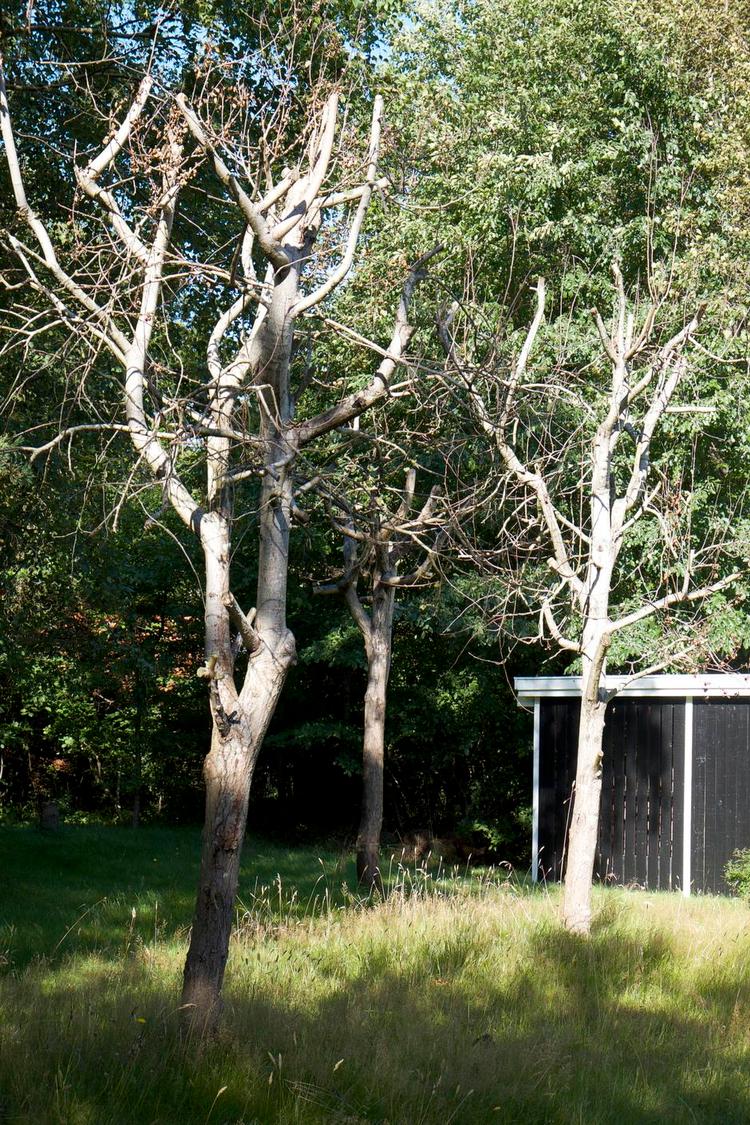 For hårdhændet. Så galt kan det gå, når man svinger saven: Alle tre aspetræer gik ud. Privatfoto 