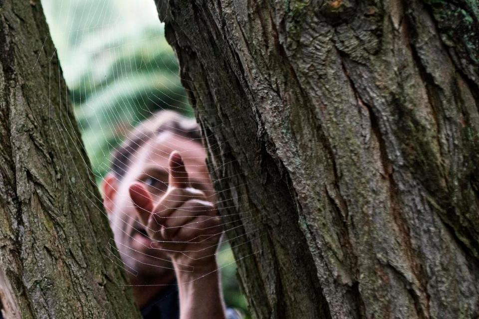 Spind. I det tidlige efterår vrimler det med edderkopper. Ole Laursen fra Danmarks Naturfredningsforening udpeger et flot spindelvæv og prøver at lokke den lille spindler frem. 