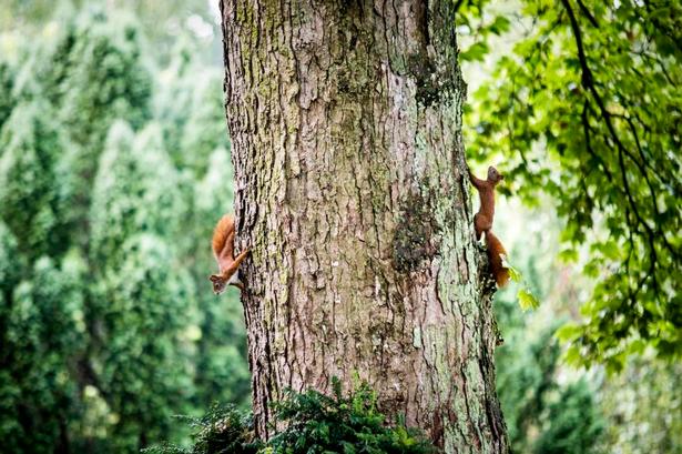 Egern-jagt. På ture med børn er det sjovt at holde udkig efter eksempelvis egern som her på Assistens Kirkegård på Nørrebro i København. 