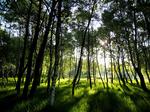 byskov. Inden udgangen af 2016 skal der plantes godt 23.000 nye træer ved Amager Fælled. Det har politikerne bag det netop vedtagne budgetforlig i hovedstaden besluttet. 