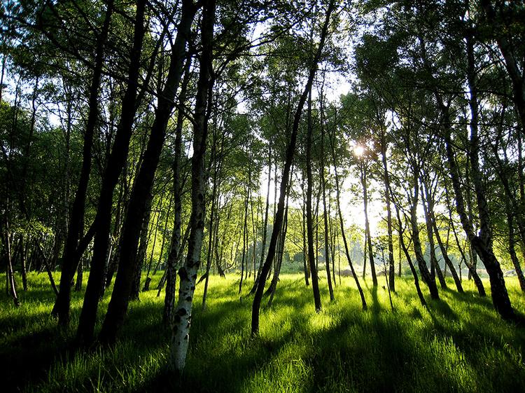 byskov. Inden udgangen af 2016 skal der plantes godt 23.000 nye træer ved Amager Fælled. Det har politikerne bag det netop vedtagne budgetforlig i hovedstaden besluttet. 
