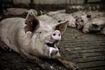 dyrevelfærd. 27 procent af de kontrollerede besætninger i 2014 havde problemer med dyrevelfærden. 