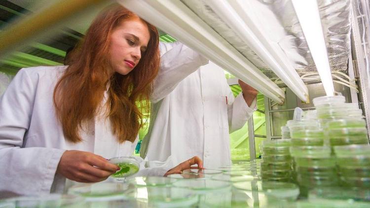 Boston. De ni danske studerende er ivrigt i gang med deres forskning i håb om at skabe mos, der kan gro på Mars og vinde VM i syntesebiologi, der bliver afholdt i Boston. Foto er et privat foto fra de studerendes eget arbejde. 