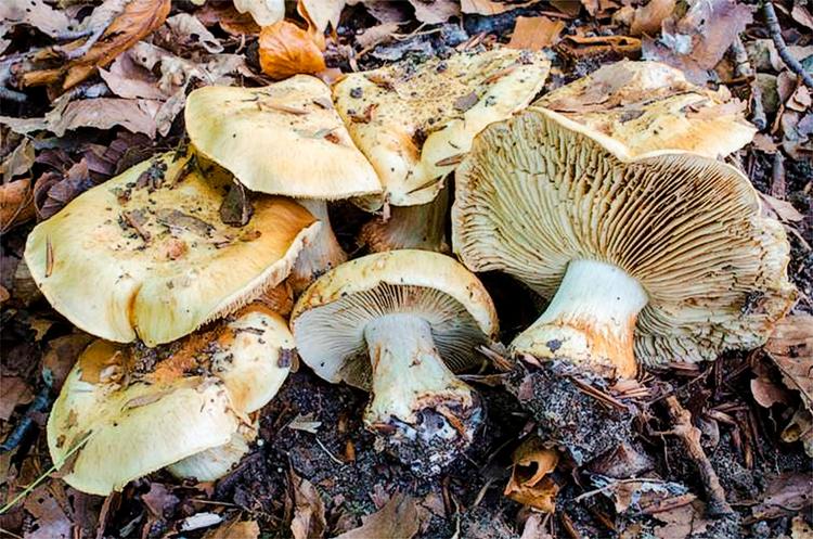 By-svampen. Her er den så, Cortinarius koldingensis. Hidtil kun set i Marielundskoven, der også tiltrækker ulve. 