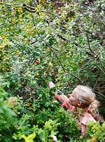 FRUGTROV. Der er masser af vilde råvarer på Amager Fælled. I weekenden vil Vild Festival lære dig at finde dem. Pr-foto 