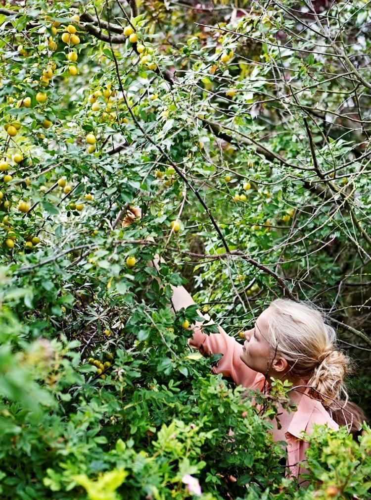 FRUGTROV. Der er masser af vilde råvarer på Amager Fælled. I weekenden vil Vild Festival lære dig at finde dem. Pr-foto 