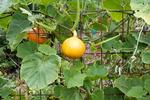 Klatreplanter. Græskarrankerne klatrer opad i læserens lille have. Privatfoto 