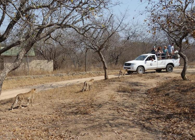 Rehabilitering. Hoedspruit Endangered Species Centre i Sydafrika arbejder for at beskytte og bevare en række dyrearter, der har trange levevilkår. 