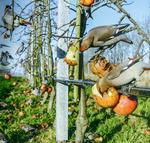 Oprydning. Silkehaler er i gang med en vigtig opgave, nemlig at rydde op i overskudsfrugten, der ellers kan sprede svampesygdomme. 