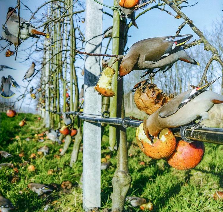 Oprydning. Silkehaler er i gang med en vigtig opgave, nemlig at rydde op i overskudsfrugten, der ellers kan sprede svampesygdomme. 