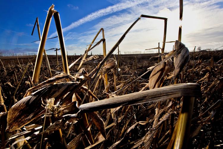 Bioethanol: Majsstokke og majsblade er et af de restprodukter, som allerede i dag bruges til at lave bæredygtig bioethanol af. 