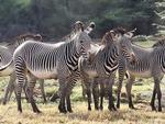 En gruppe af de udryddelsestruede grevyzebraer i flok. 