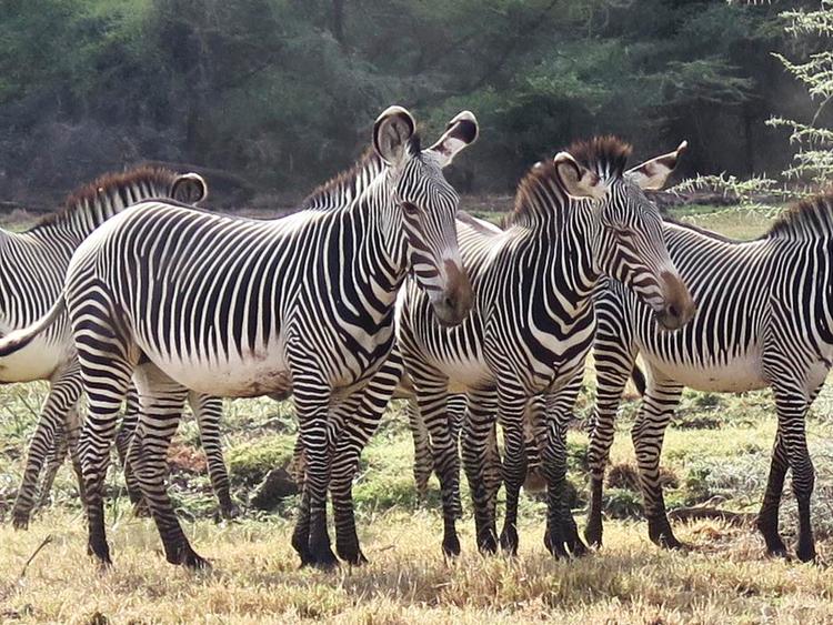 En gruppe af de udryddelsestruede grevyzebraer i flok. 