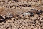 Oryx