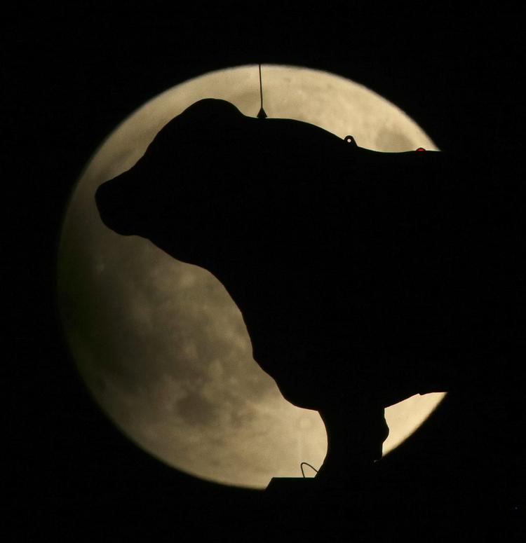 Supermånen - med en statue af et kreatur i forgrunden - er her fotograferet i Kansas City i Missouri i USA. 