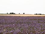 Blomsterhav. Marker med blomstrende honningurt er et smukt syn. Privatfoto 