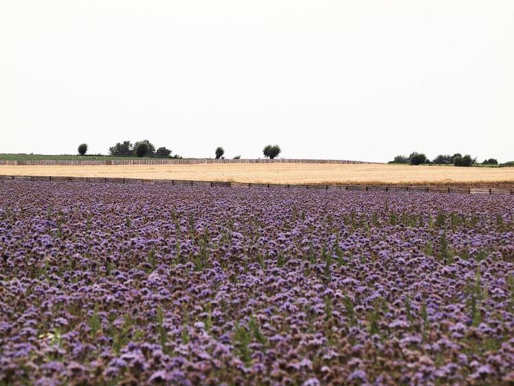 Blomsterhav. Marker med blomstrende honningurt er et smukt syn. Privatfoto 