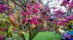 sjældenhed. Træet har det fine danske navn skæbnetræ. Det er sjældent, da det slet ikke høre hjemme i vores klima. Og så er det i øvrigt ikke selve blomsterne, men røde bægre, der hænger på træet. 