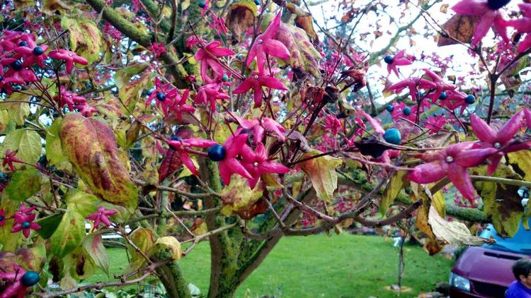 sjældenhed. Træet har det fine danske navn skæbnetræ. Det er sjældent, da det slet ikke høre hjemme i vores klima. Og så er det i øvrigt ikke selve blomsterne, men røde bægre, der hænger på træet. 