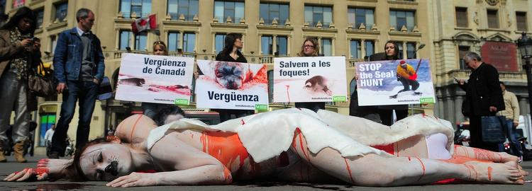 blodigt. Den kommercielle og blodige sælfangst er blevet mødt med globale demonstrationer. Billedet er fra en demonstration i Madrid i 2010. 