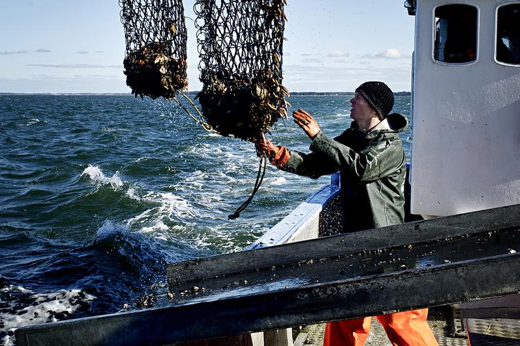 Særegen. Den danske limfjordsøsters er en af de eneste overlevende af sin art i verden. 