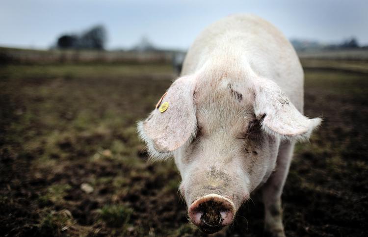 Nedskæringer. Regeringen vil bl.a. skære støtten til landmænd, der vil omlægge til økologi fra 218 mio. kr. i år til 77 mio. kr. næste år. 