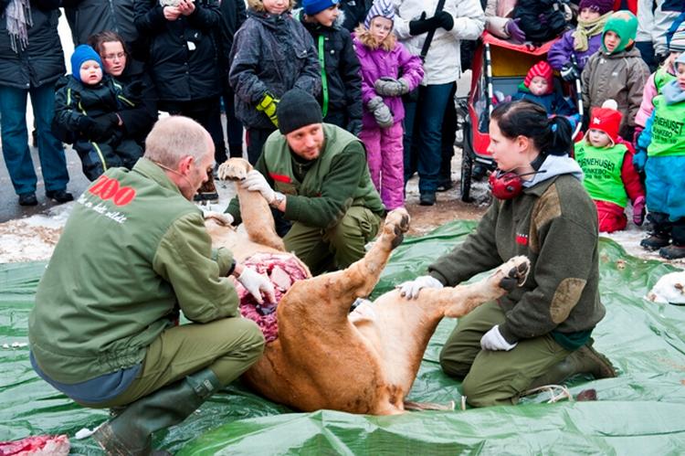 Lærerigt. Odense Zoo har i cirka tyve år dissekeret dyr foran publikum. Derfor undrer de sig over den debat, dagens dissektion af en løveunge har afstedkommet, men hilser den velkommen, da den er med til at sætte fokus på, hvorfor vi har zoologiske haver. (Arkivfoto). 