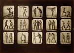 Muybridge