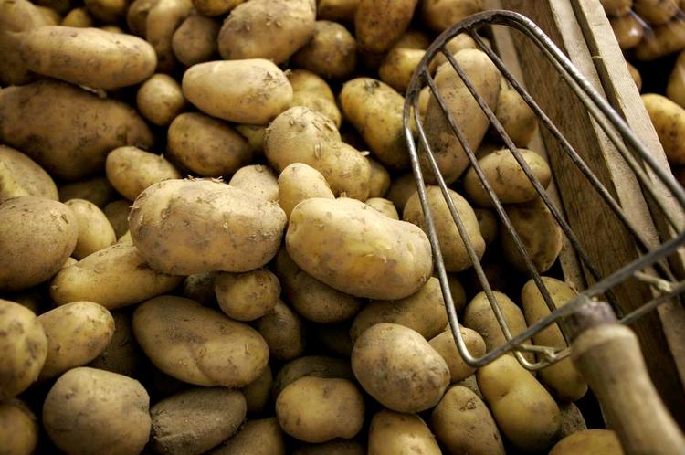 Kartofler. Danskerne køber økologi som aldrig før, hvilket for første gang har ført til mangel på udvalgte økologiske produkter. Aarstidernes gårdbutik på Krogerup Avlsgaard i Humlebæk. 