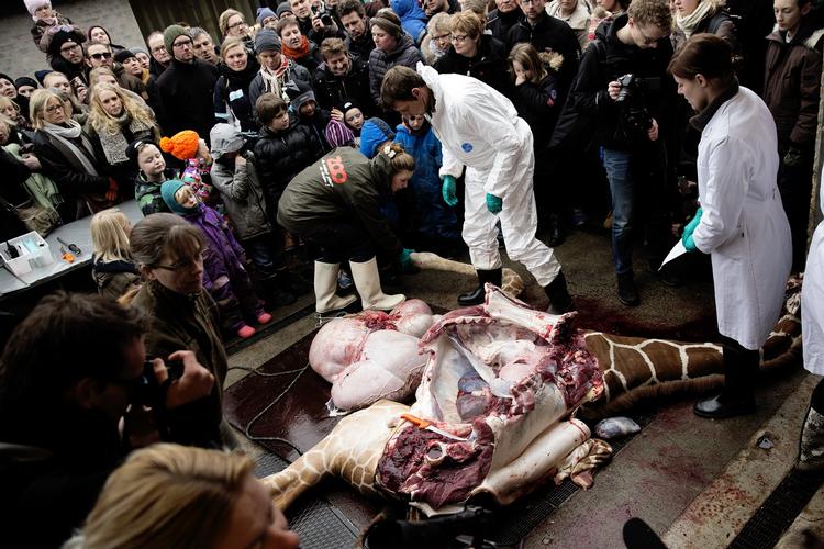 Barbari. Det vakte stærke følelser i Rusland, da Københavns Zoo sidste år aflivede og parterede graffen Marius. Russerne så også med i torsdags, da Odense Zoo dissekerede en hanløve. Nu vil landets minster for naaturressourcer forhindre, at samme skæbne overgår russiske dyr. 