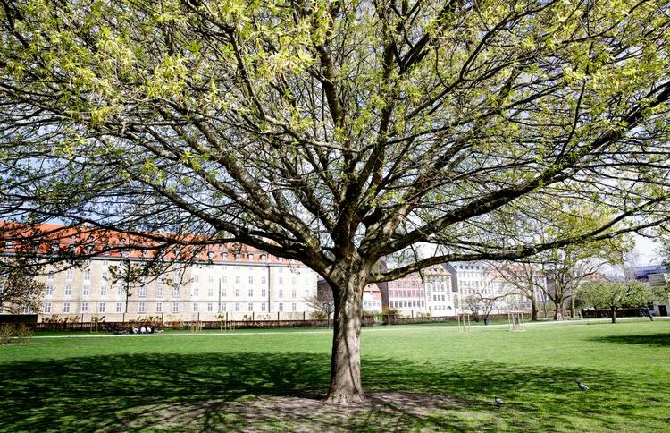 Sludrechatoller. Ti udvalgte træer i Kongens Have deler ud af deres flere hundrede år gamle øjenvidneberetninger. 